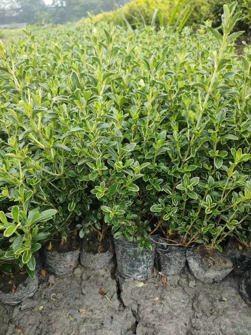 苗圃直供各规格精品六月雪，量大从优，欢迎选购