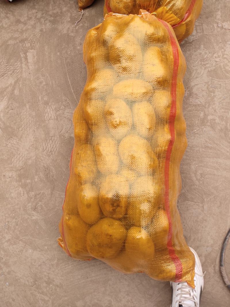定西陇七陇十黄皮黄心