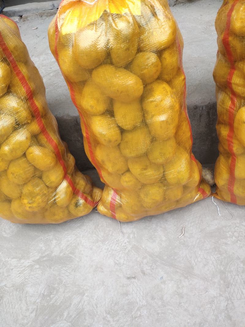 定西陇七陇十黄皮黄心