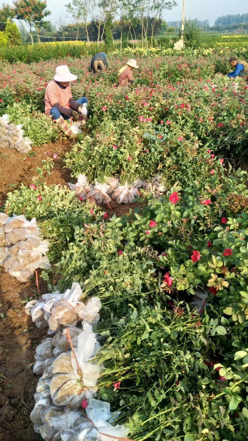月季基地工程苗量大，红帽月季，丰花月季，大花月季低价供应