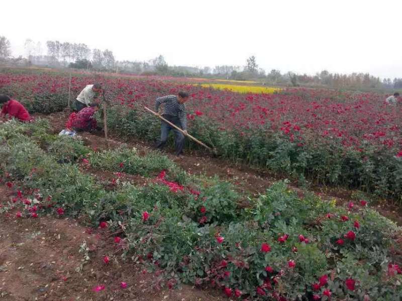月季基地工程苗量大，红帽月季，丰花月季，大花月季低价供应