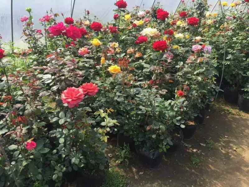 月季基地工程苗量大，红帽月季，丰花月季，大花月季低价供应