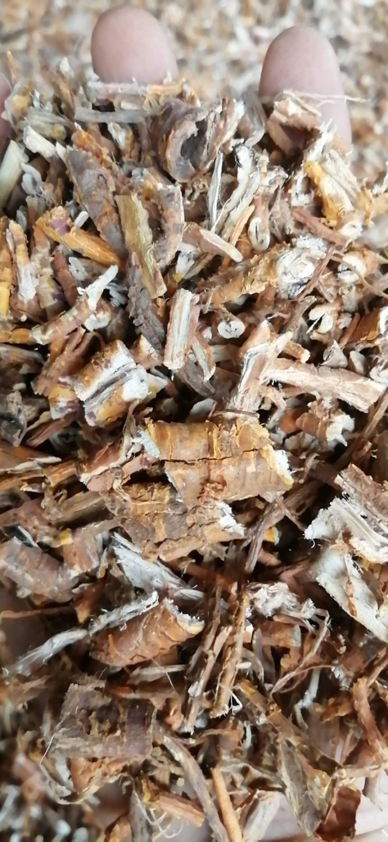 桑白皮【包邮】三斤起发货各种规格都有货