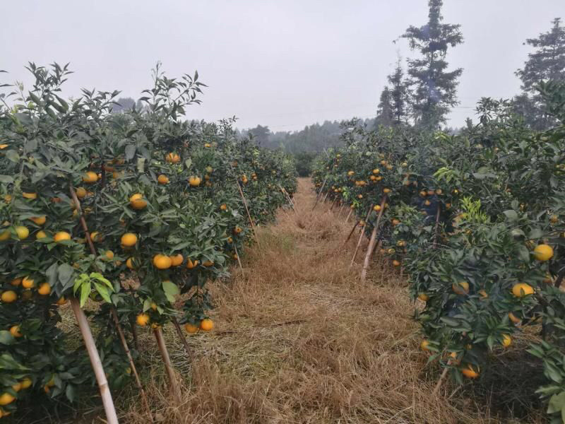 四川爱媛38号果冻橙2/5/9斤装橙子新鲜当季水果整箱