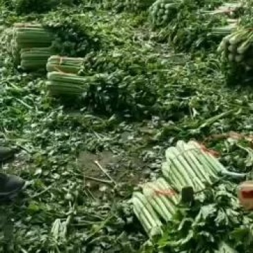 高原夏菜质量好颜色正诚信第一有需要的可以联系我