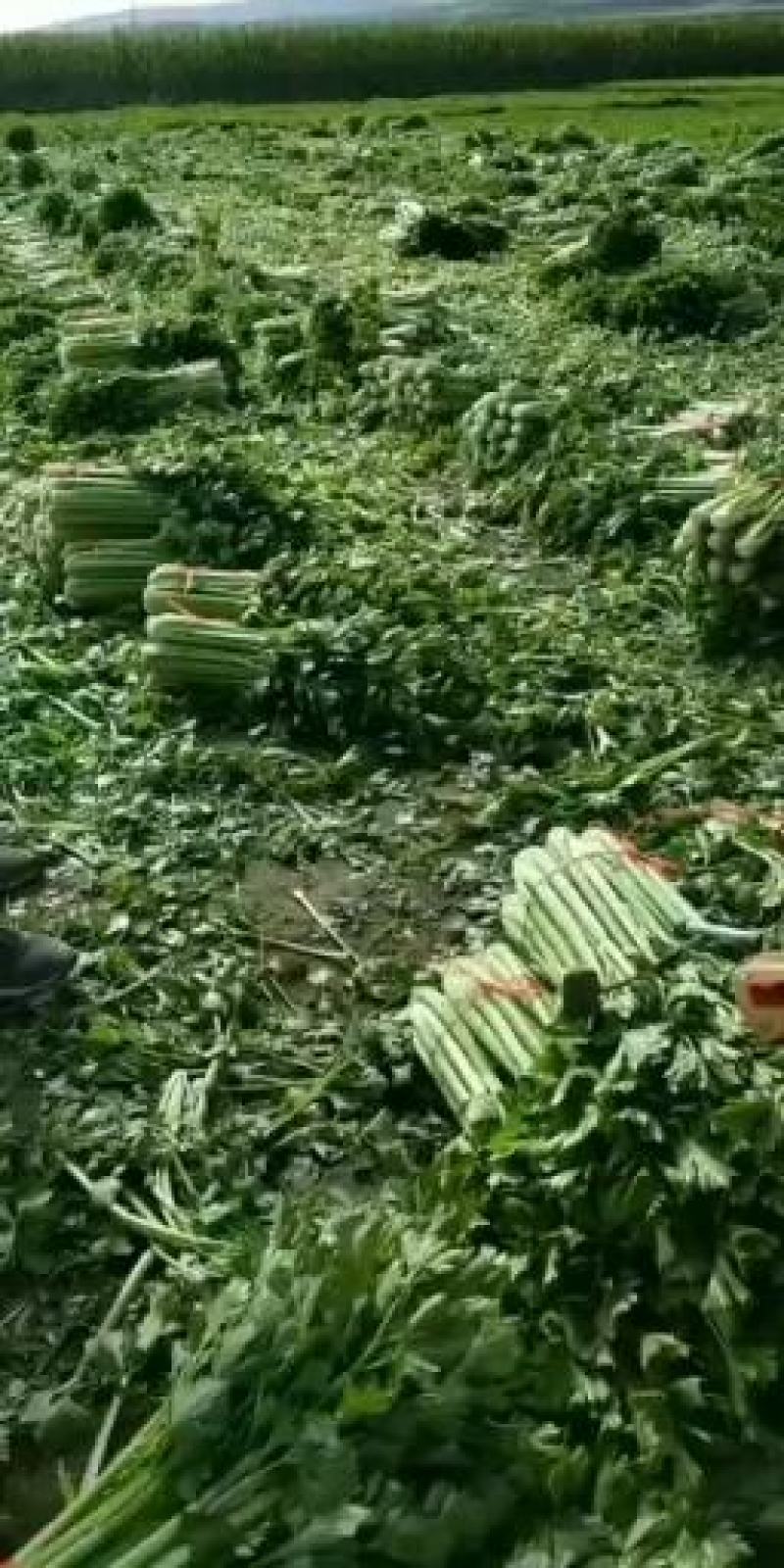 高原夏菜质量好颜色正诚信第一有需要的可以联系我