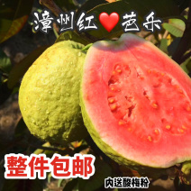 福建漳州台湾红心芭乐西瓜红现摘现发五斤包邮一件代发！