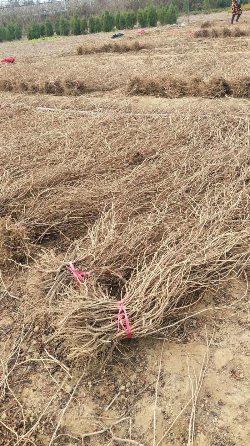 爬山虎基地量大批发爬山虎，五叶地锦，三叶地景低价供应