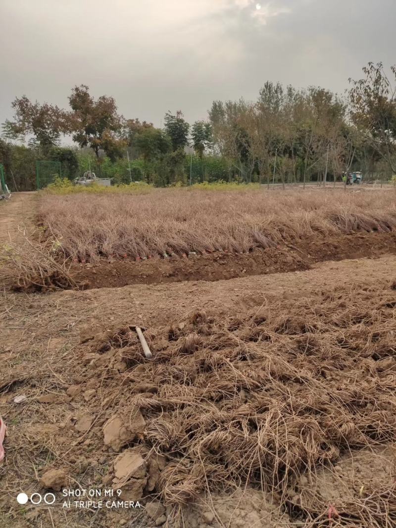 爬山虎基地量大批发爬山虎，五叶地锦，三叶地景低价供应