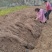 爬山虎基地量大批发爬山虎，五叶地锦，三叶地景低价供应