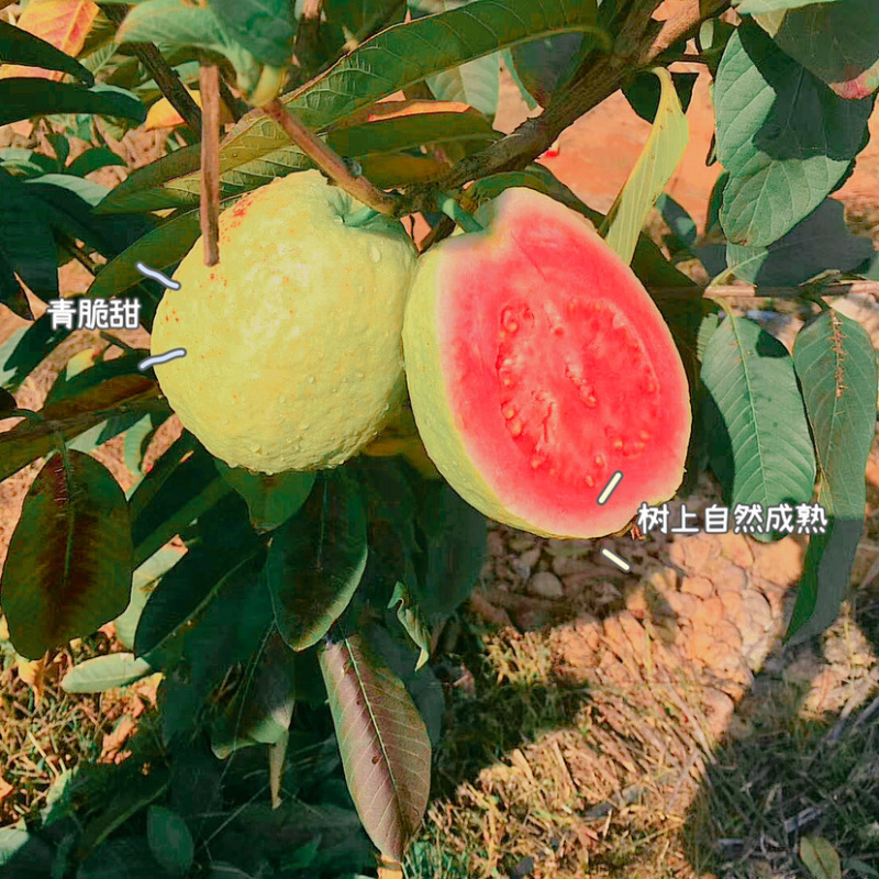 福建漳州台湾红心芭乐西瓜红现摘现发五斤包邮一件代发！