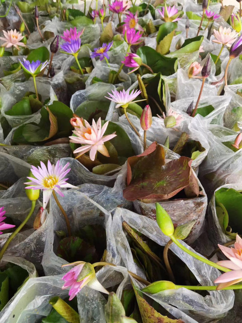 水生植物基地供应热带睡莲香睡莲