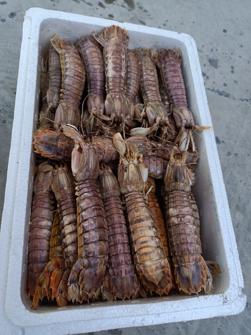 熟冻琵琶虾摆盒装（原产地直销，保证供货量充足）