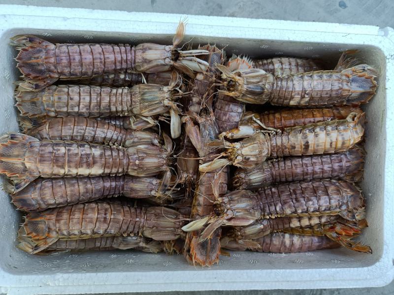 熟冻琵琶虾摆盒装（原产地直销，保证供货量充足）