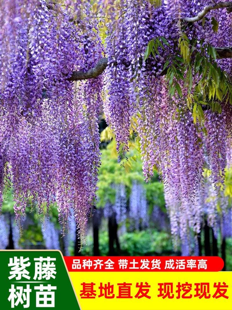 紫藤花树苗（红，粉，紫，白，多色）盆栽地栽南北适种