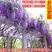 紫藤花树苗（红，粉，紫，白，多色）盆栽地栽南北适种