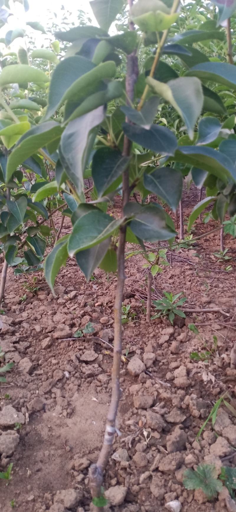 晚秋黄梨嫁接苗地栽盆栽南北方种植现挖现发