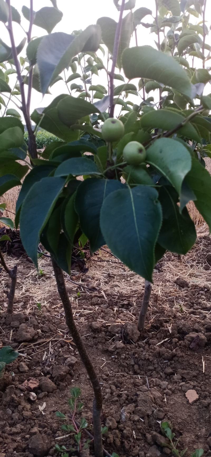 晚秋黄梨嫁接苗地栽盆栽南北方种植现挖现发