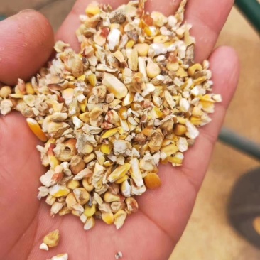 厂家大量销售优质碎玉米，加工精致，货源充足，价格实惠