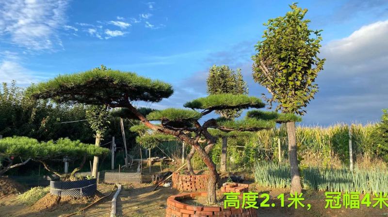 精品各种规格赤松造型松