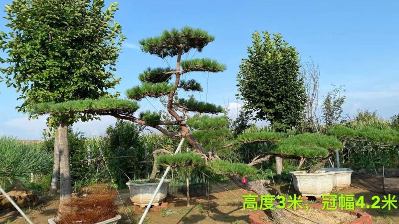 精品各种规格赤松造型松