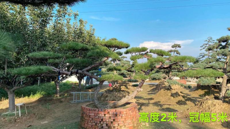 精品各种规格赤松造型松