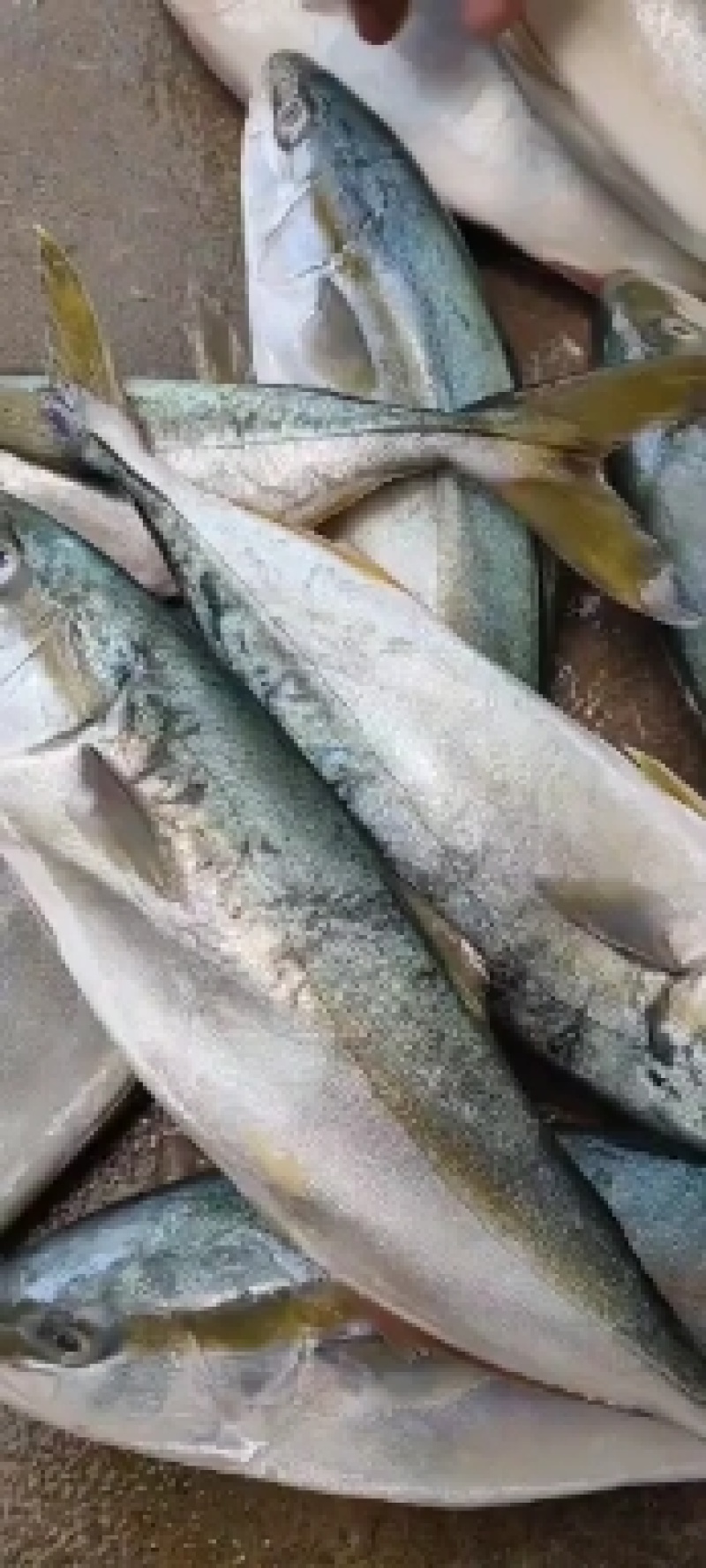 黄鰤鱼（黄尾鰤），漂亮，南方又叫油甘鱼！发货量请先沟通