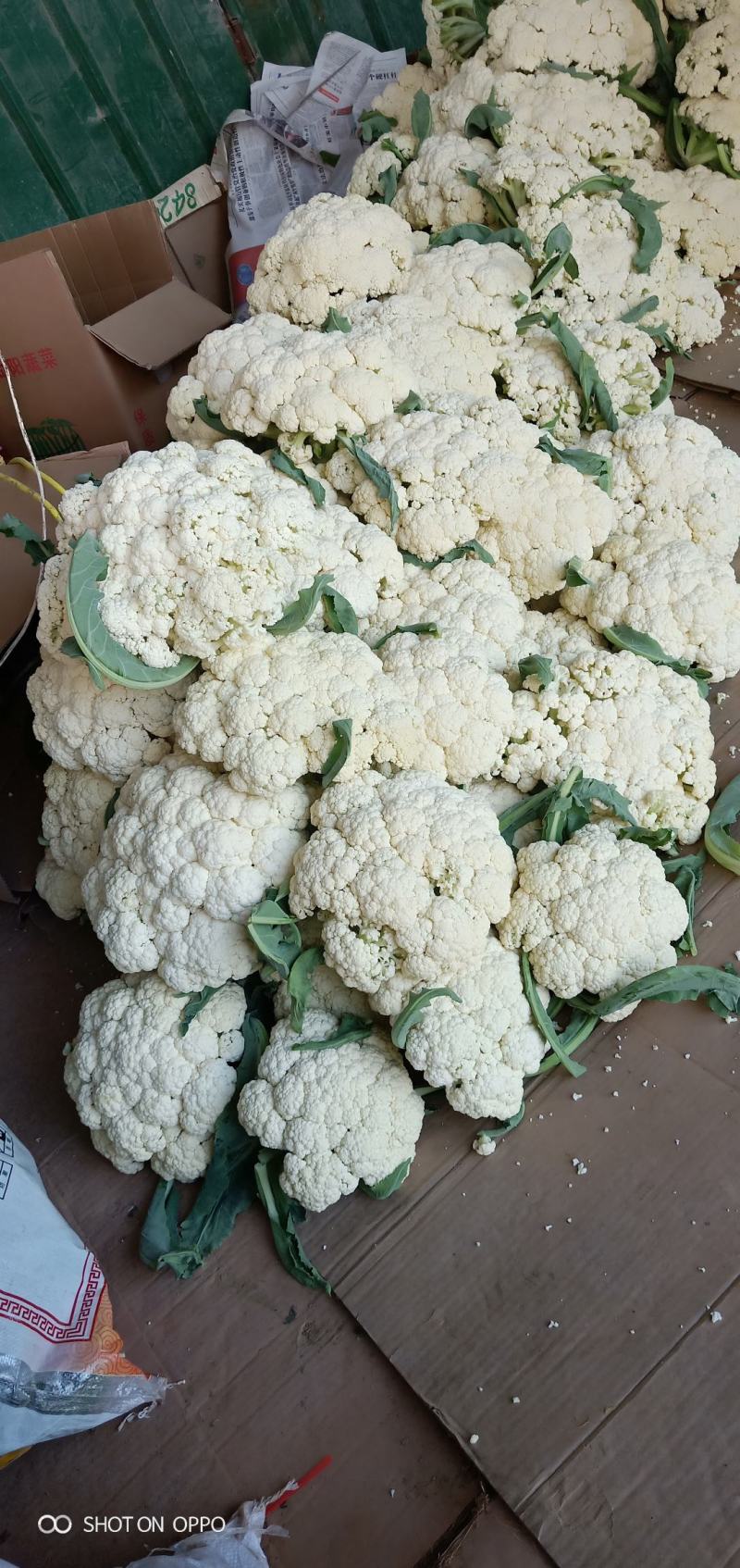 精品有机大棚花菜，乳白色小米粒，青梗白面