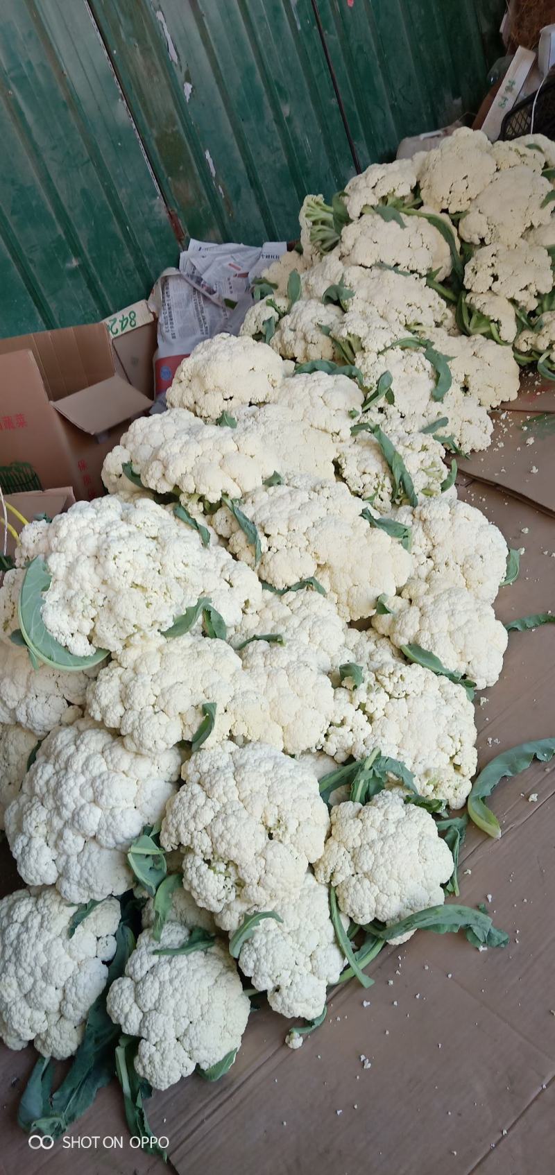 精品有机大棚花菜，乳白色小米粒，青梗白面