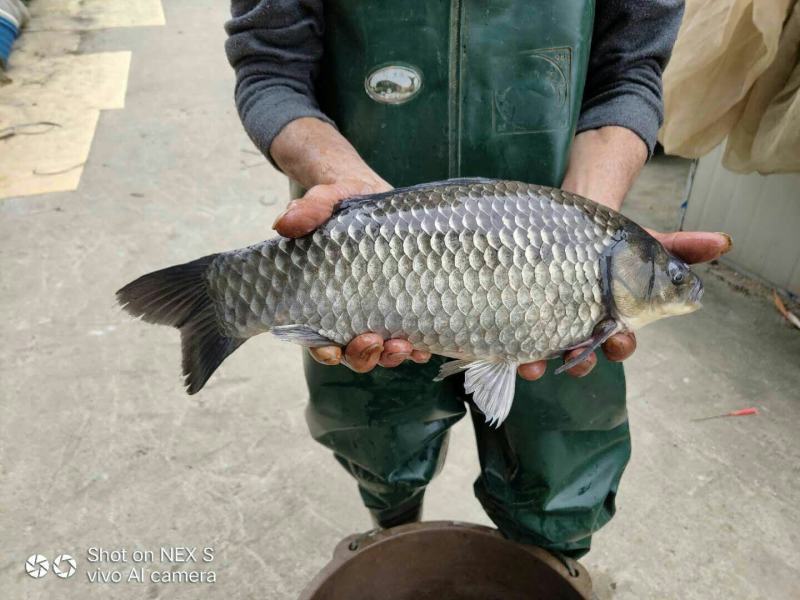 供应中科5号银鲫鲫鱼苗台湾工程鲫湘云鲫品类丰富