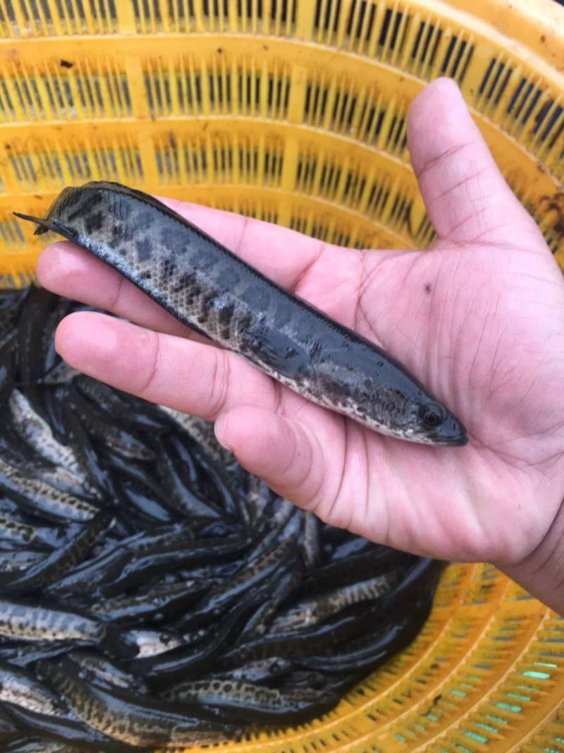 供应淡水鱼苗目鱼苗黑鱼苗又名乌鱼苗量大从优欢迎咨询