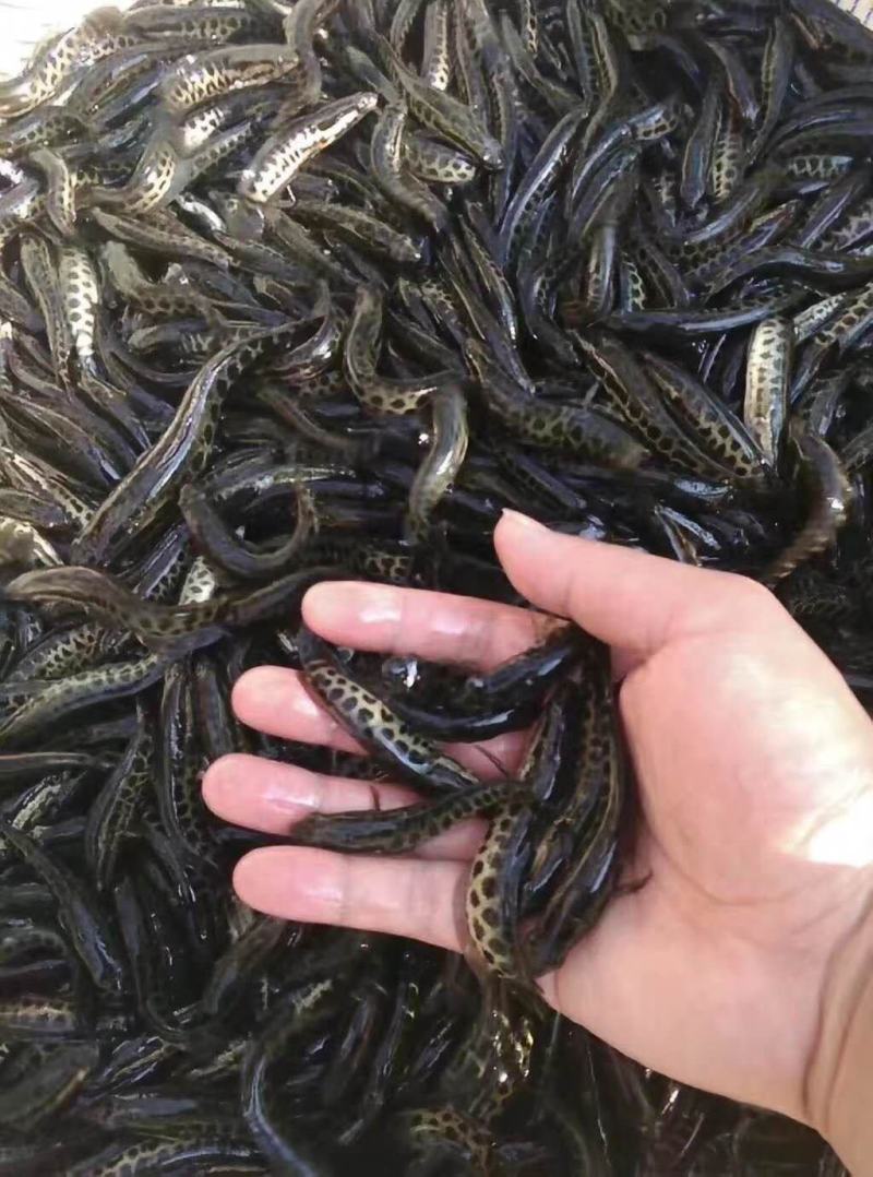 供应淡水鱼苗目鱼苗黑鱼苗又名乌鱼苗量大从优欢迎咨询