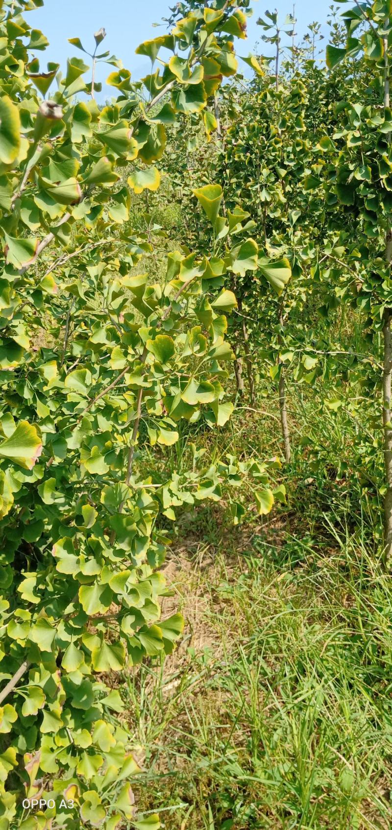 银杏苗，基地直发南北方种植放心苗，全国优质货源包技术指导