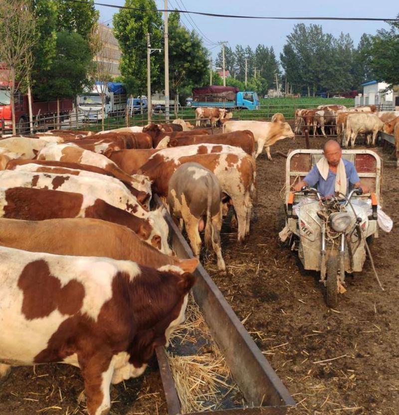 鲁西黄牛犊买10头送一头免费传授养殖技术