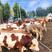 鲁西黄牛犊买10头送一头免费传授养殖技术