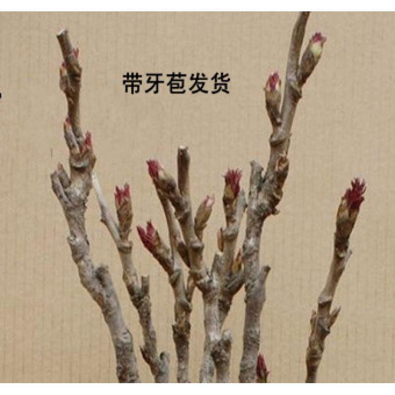 牡丹花苗（红，粉，黄，白，紫，黑）盆栽地栽南北适种