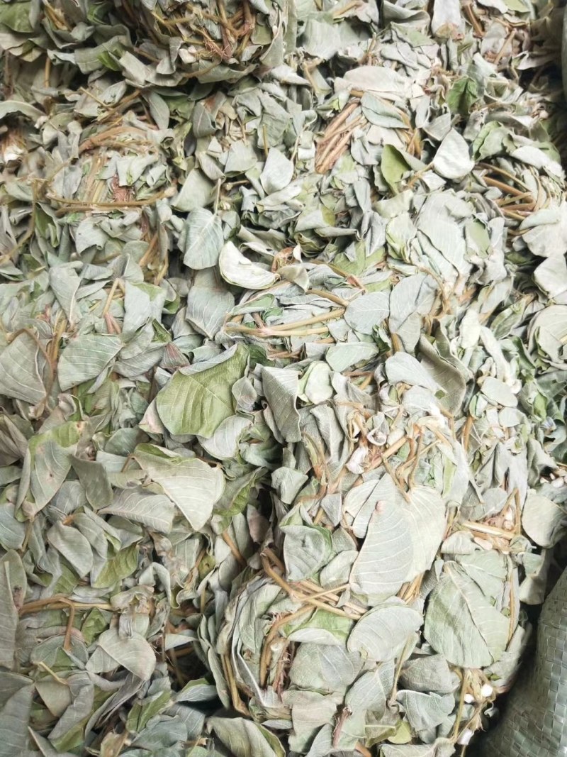 金钱草，新货大叶金钱草，广金钱草，金钱草，各种规格金钱草