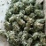 金钱草，新货大叶金钱草，广金钱草，金钱草，各种规格金钱草