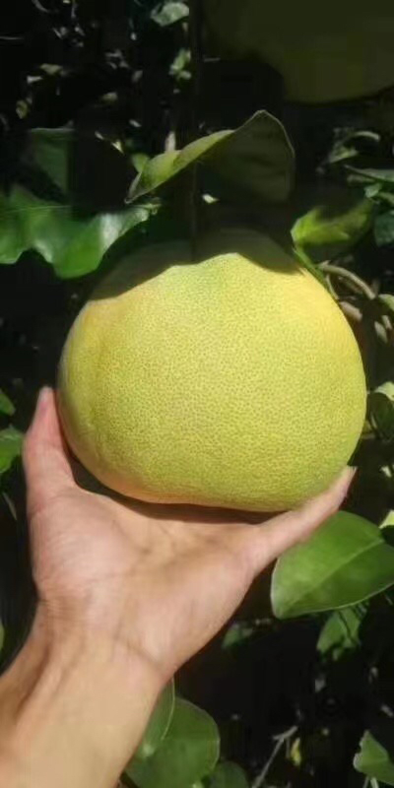 文旦柚果场一件代发度尾文旦柚