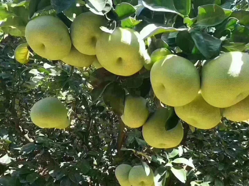 文旦柚果场一件代发度尾文旦柚