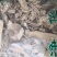 梧桐根河北干货人工种植量大从优常年经营各种中药材