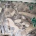梧桐根河北干货人工种植量大从优常年经营各种中药材