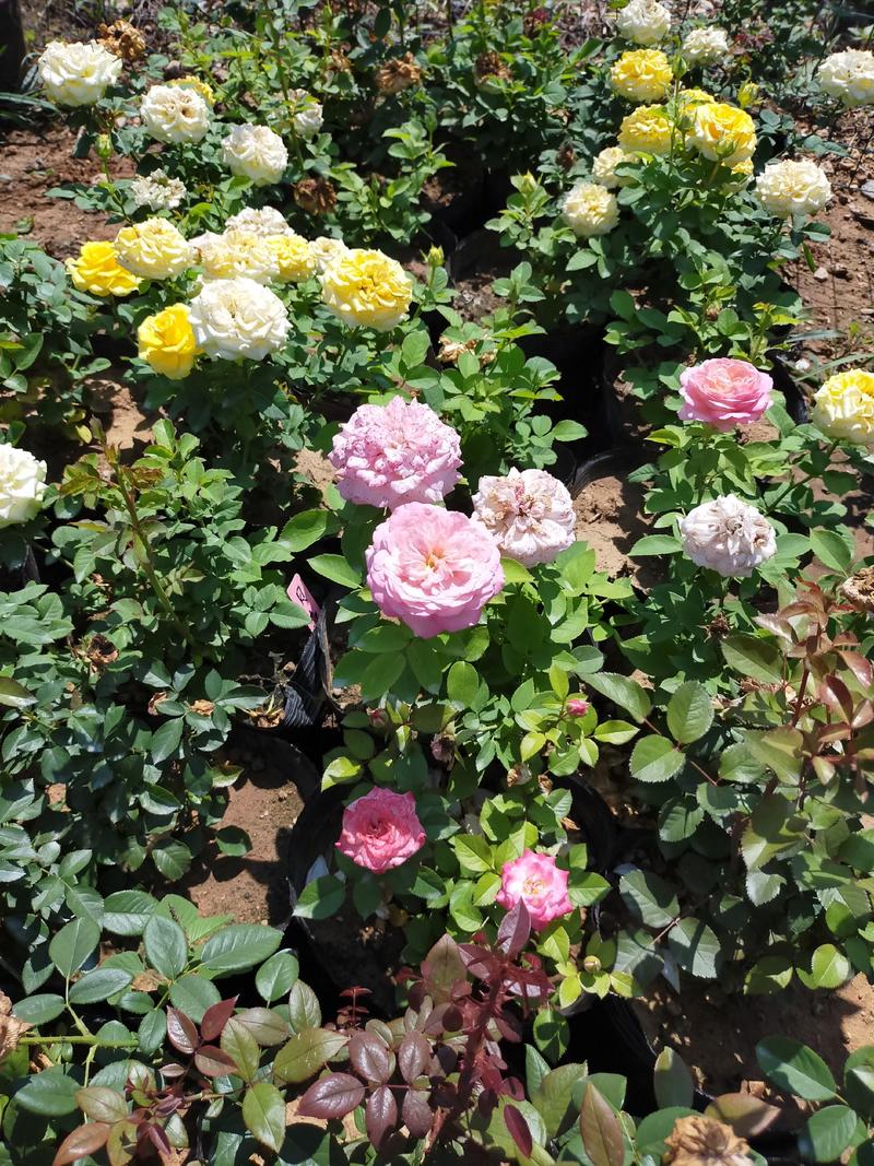 玫瑰花（红，粉，黄，白，蓝，绿，紫，多色）盆栽地栽南北适
