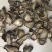 云南文山新鲜三七切片干三七片颜色好看500克顺丰包邮