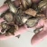 云南文山新鲜三七切片干三七片颜色好看500克顺丰包邮