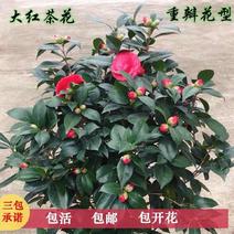 茶花苗（红，粉，白，多色）盆栽地栽南北适种