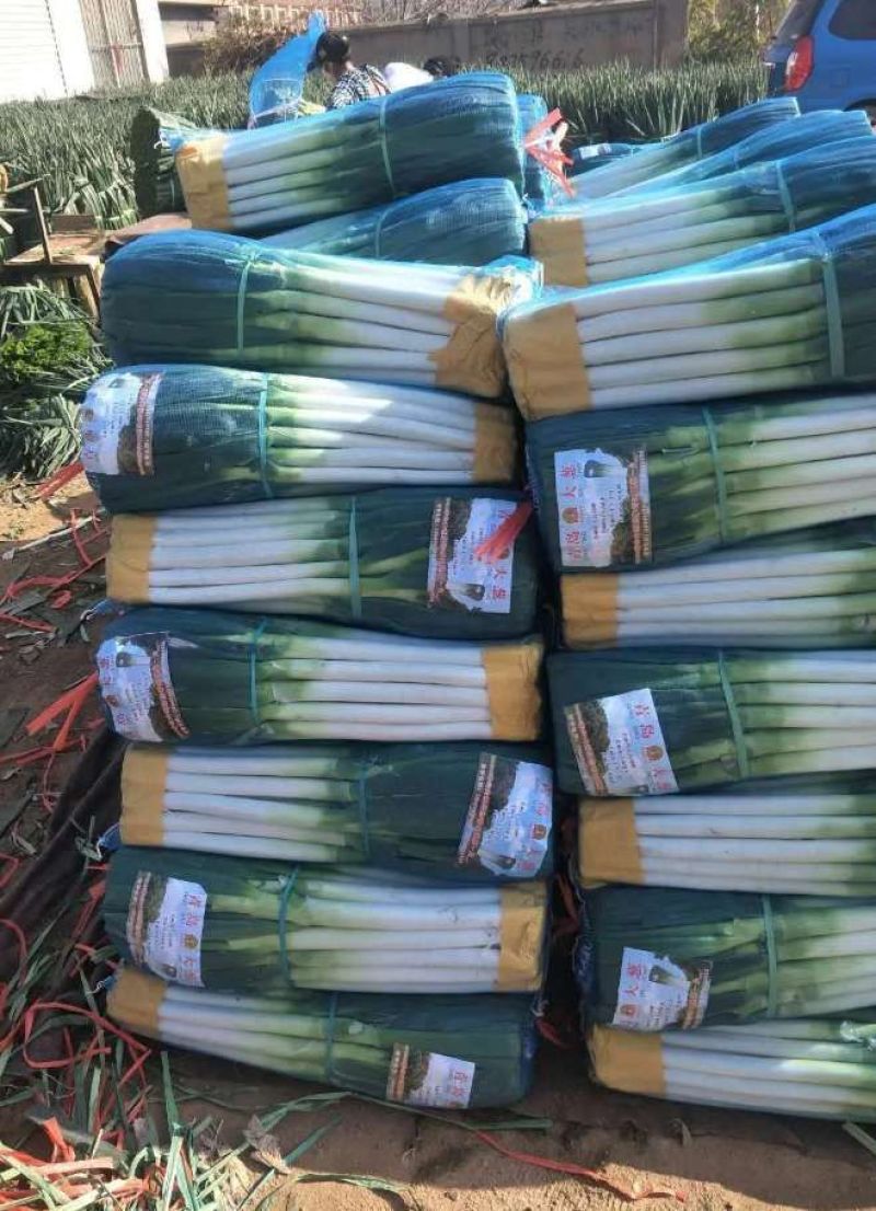 章丘大葱毛葱净葱30-40.cm粗细分拣