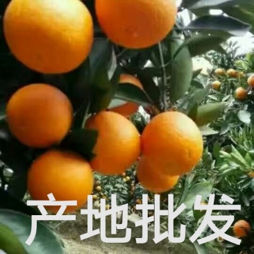 甜橙，纽荷尔，血橙，伦晚，夏橙自家果园，无中间商。