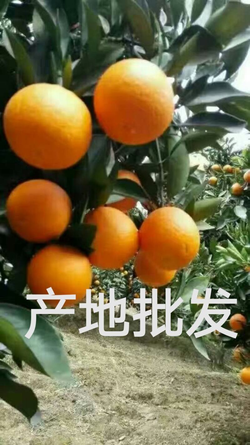 甜橙，纽荷尔，血橙，伦晚，夏橙自家果园，无中间商。
