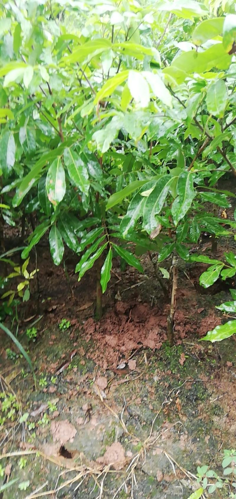 永安_郫都特晚熟桂圆苗，永川龙眼苗，合川特晚熟荔枝苗